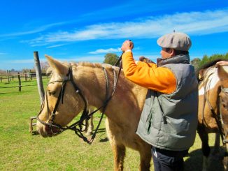 Topptips för att förbättra din hästs formkurva illustration