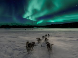 Överlevnadstips för travhästar under vintermånaderna illustration