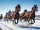 Vinterboom 2023 illustration
